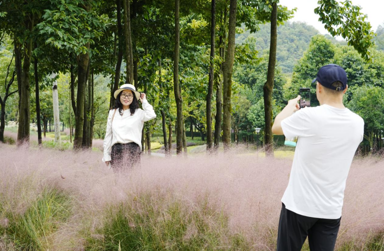 貴州安順虹山湖粉黛進入盛花期。