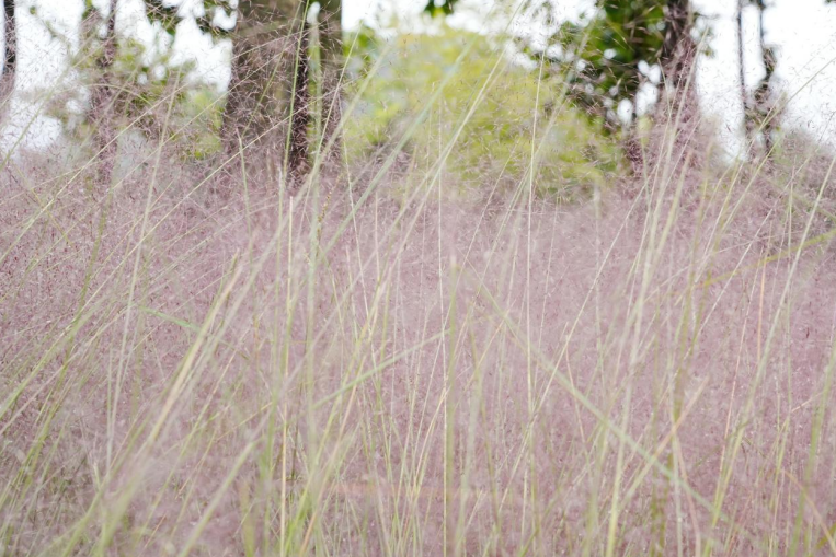 貴州安順虹山湖粉黛進入盛花期。