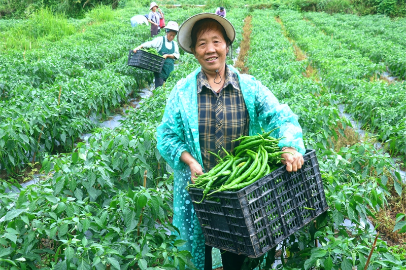 龔云秀采摘辣椒。