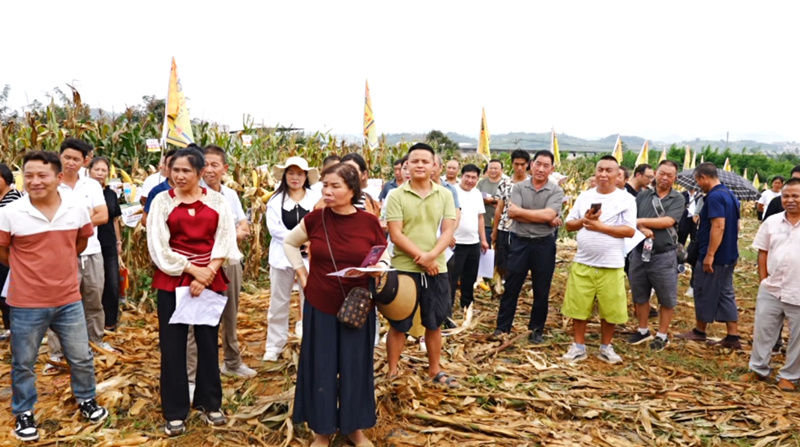 田間地頭選良種 技術培訓促增收。