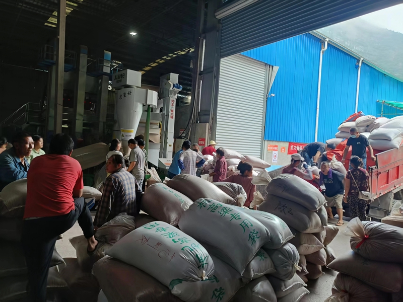 習酒鎮高粱收購點，農戶們忙碌交售高粱。習水縣融媒體中心供圖