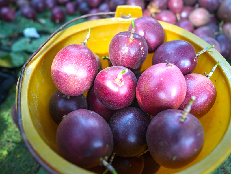 平壩40畝百香果喜迎豐收 特色種植帶動就業與增收。
