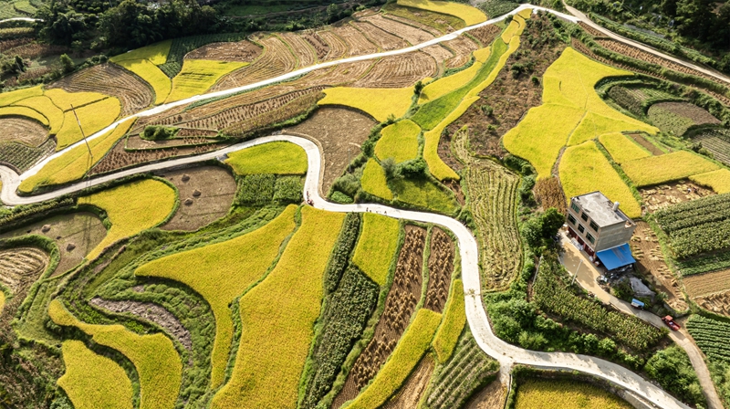 2025年9月18日,在貴州省黔南布依族苗族自治州羅甸縣邊陽鎮興隆村,產業路與稻田、民居構成了一幅路暢景美的鄉村畫卷。