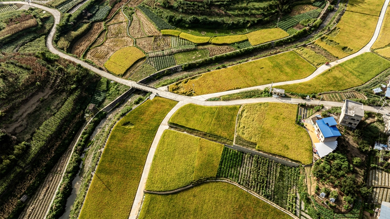 2025年9月18日,在貴州省黔南布依族苗族自治州羅甸縣邊陽鎮興隆村,產業路與稻田、民居構成了一幅路暢景美的鄉村畫卷。