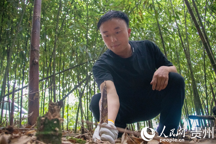 游客采摘方竹筍。人民網 黃小桃攝