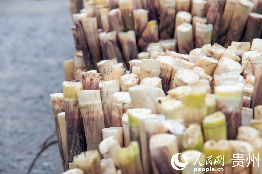 桐梓方竹筍。人民網 黃小桃攝