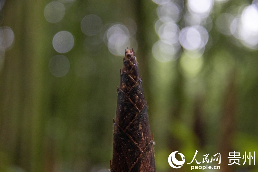 桐梓方竹筍。人民網 黃小桃攝