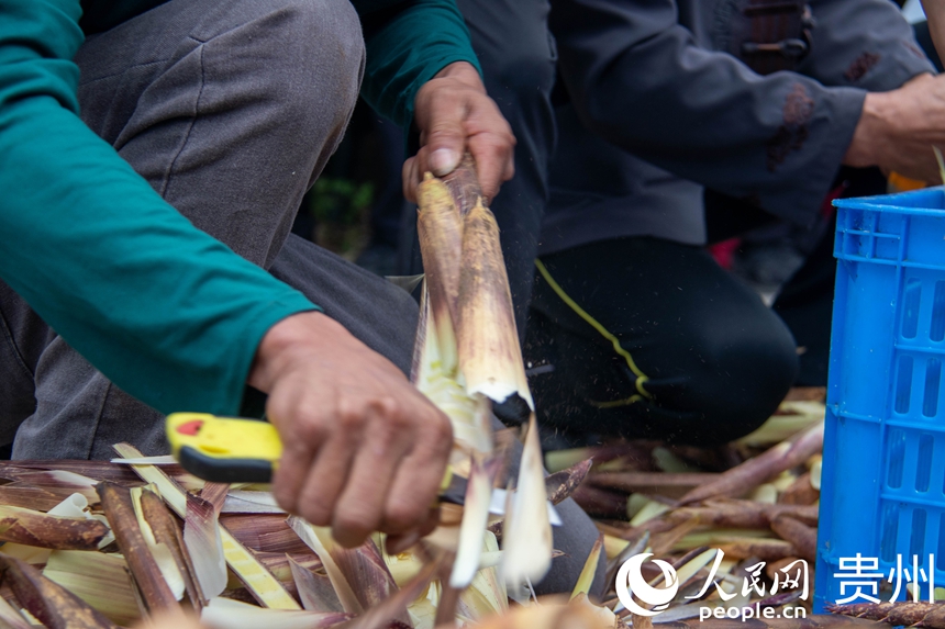 農戶正在剝方竹筍。人民網 黃小桃攝