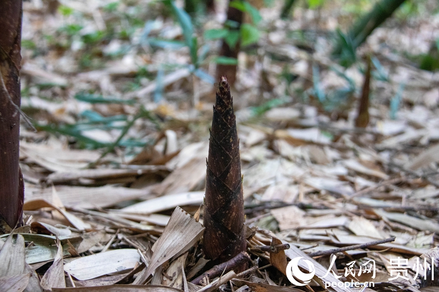 桐梓方竹筍。人民網 黃小桃攝