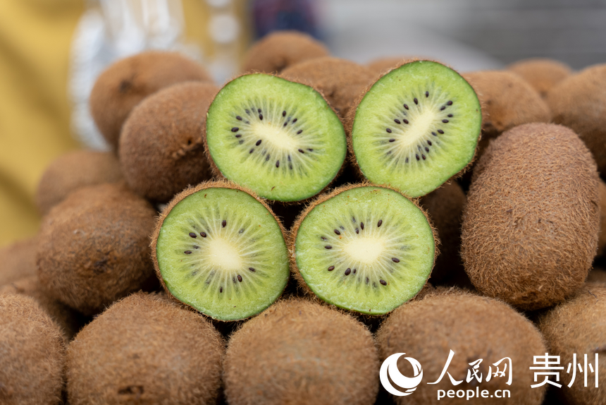 剛剛摘下的修文獼猴桃。人民網記者 涂敏攝