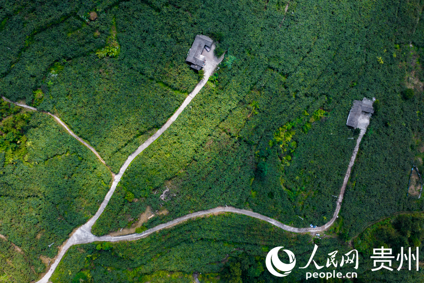 航拍谷堡鎮平灘村的1.2萬畝獼猴桃基地。人民網記者 涂敏攝