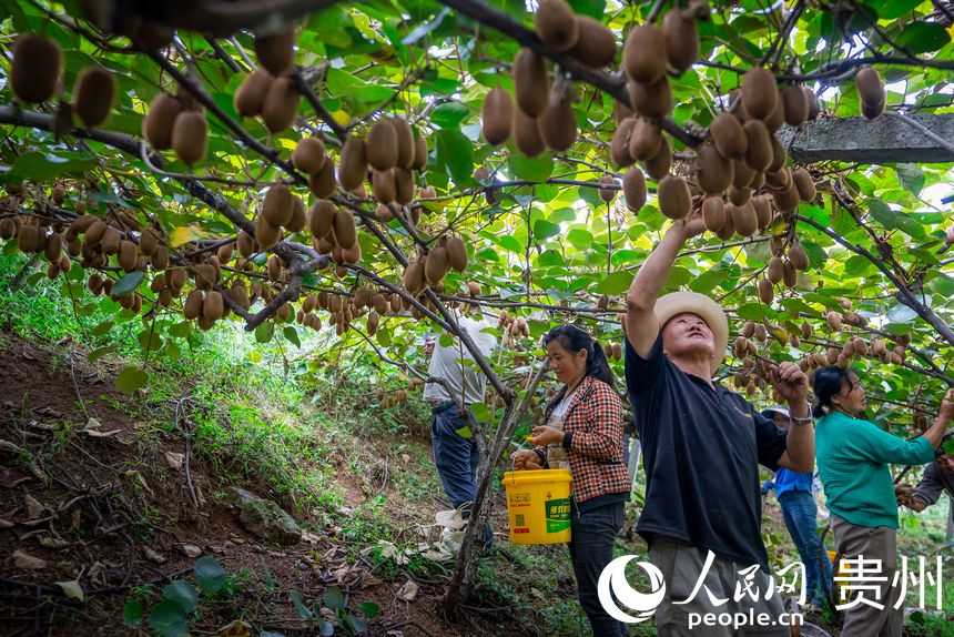 村民在獼猴桃園內采摘達到采摘標準的獼猴桃。人民網記者 涂敏攝