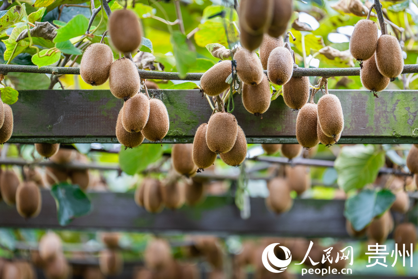 藤蔓上掛滿了即將采摘的獼猴桃。人民網記者 涂敏攝