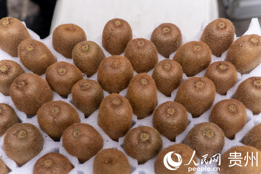 經過篩選后，等待打包的獼猴桃。人民網記者 涂敏攝