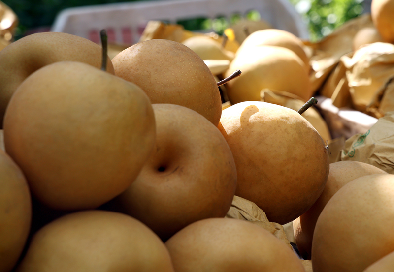 百畝金秋梨喜獲豐收。