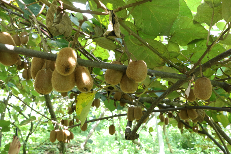 在獼猴桃種植基地里，一串串飽滿圓潤的獼猴桃掛滿枝頭。