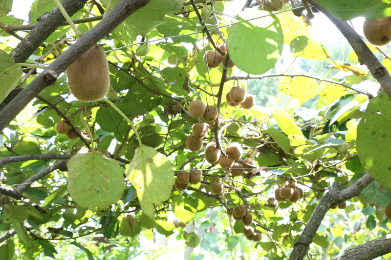 在獼猴桃種植基地里，一串串飽滿圓潤的獼猴桃掛滿枝頭。