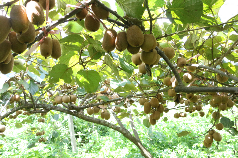 在獼猴桃種植基地里，一串串飽滿圓潤的獼猴桃掛滿枝頭。