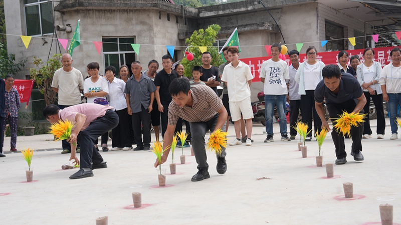選手們正在進行插秧比賽。