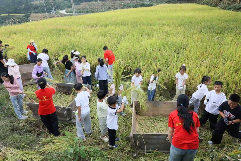 圖為：體驗割稻谷