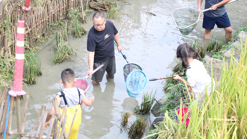 游客帶家屬體驗稻田抓魚