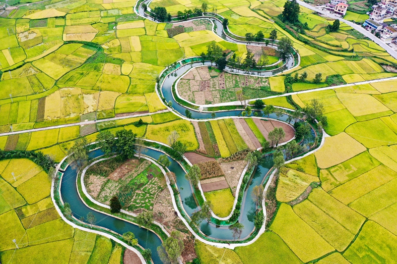 惠水縣擺金鎮清水苑村金黃的稻田與整治后的壩王河融為一體，美不勝收。潘希來 攝