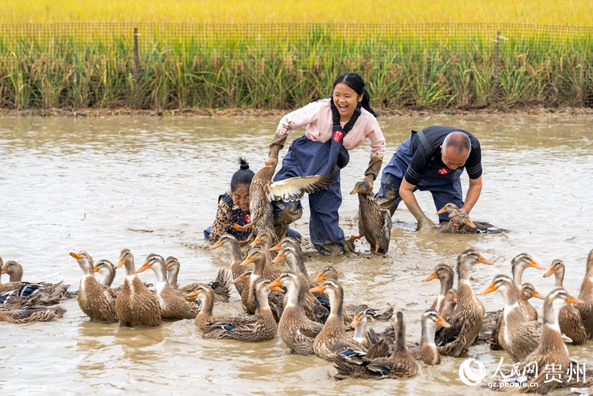 抓鴨子比賽現場。人民網記者 涂敏攝