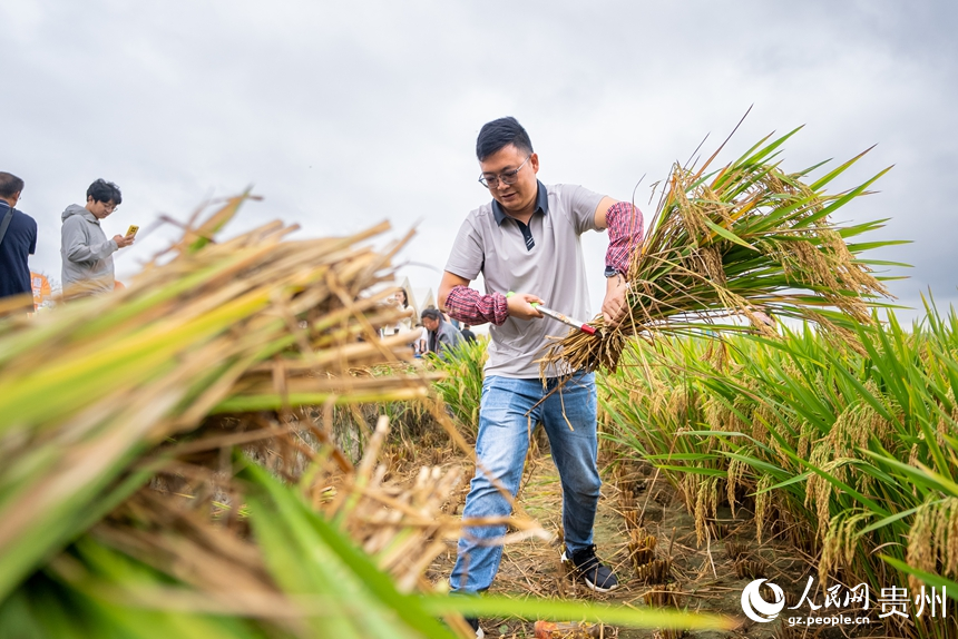 參加活動的市民在稻田內體驗農事。人民網記者 涂敏攝