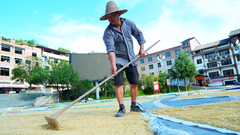 村民正在翻曬稻谷。羅崢銘攝 (2)
