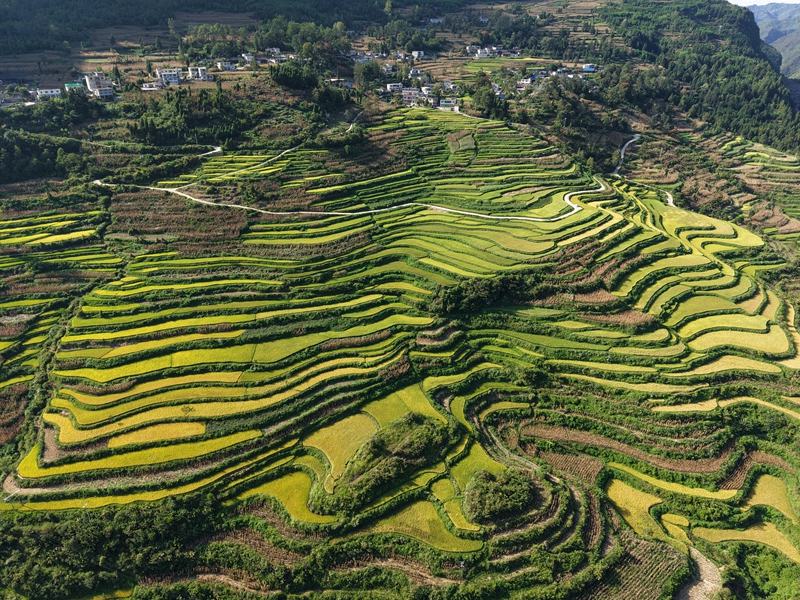 開陽縣寨鄉平寨村頂趴梯田，2025年9月攝