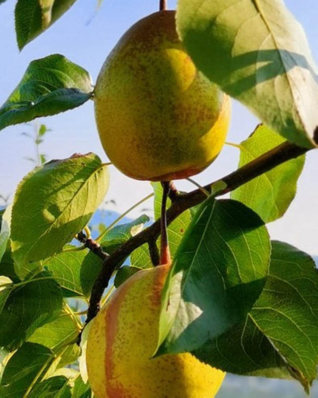 個頭碩大的“官梨”。張元興攝