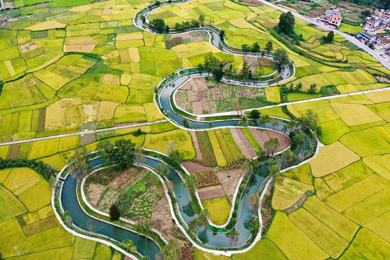 9月11日，惠水縣擺金鎮清水苑村金色稻田與治理后的壩王河融為一體，美不勝收。潘希來 攝 (10)