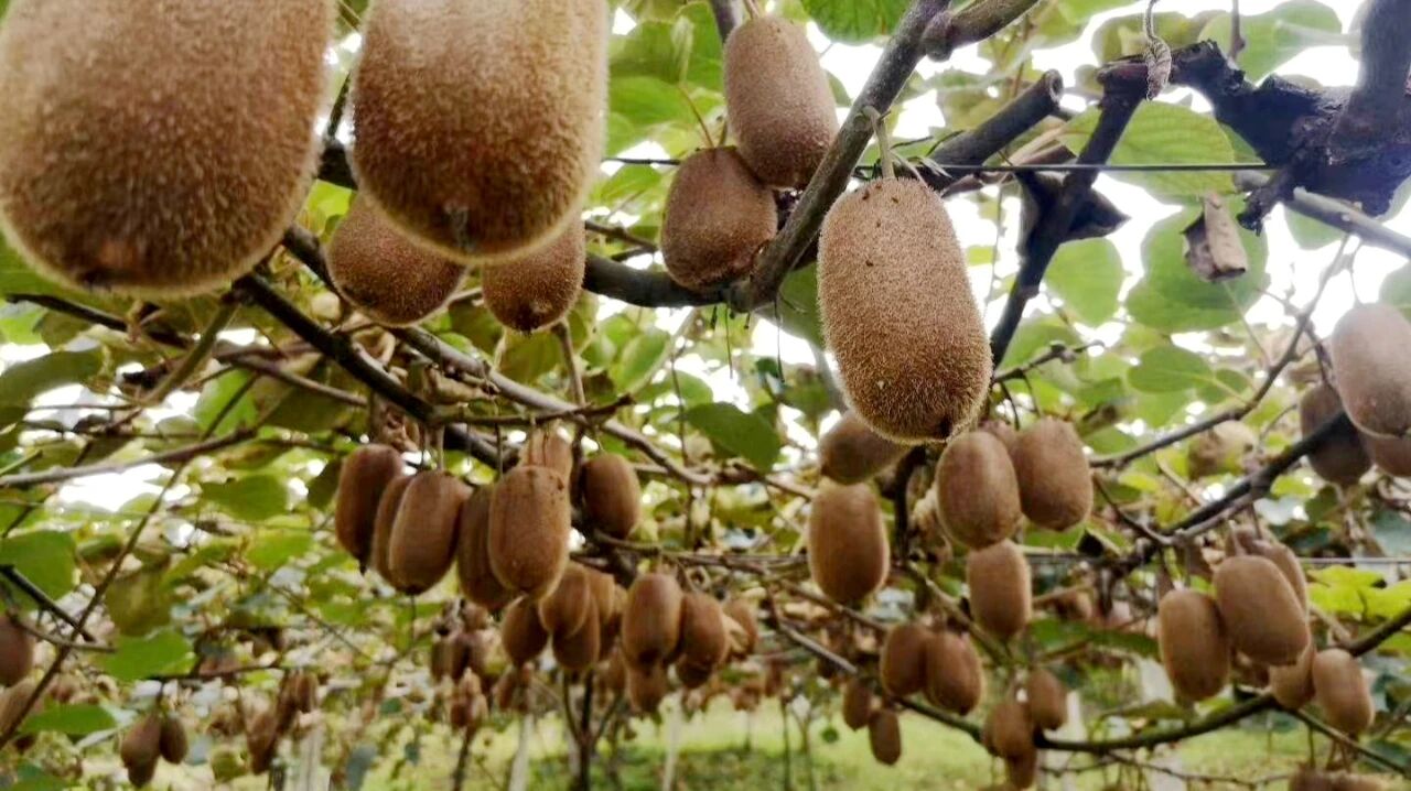 圖為獼猴桃掛滿枝頭。