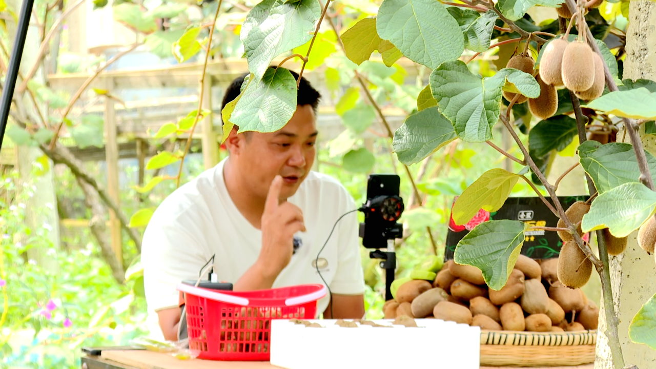 圖為直播銷售獼猴桃。