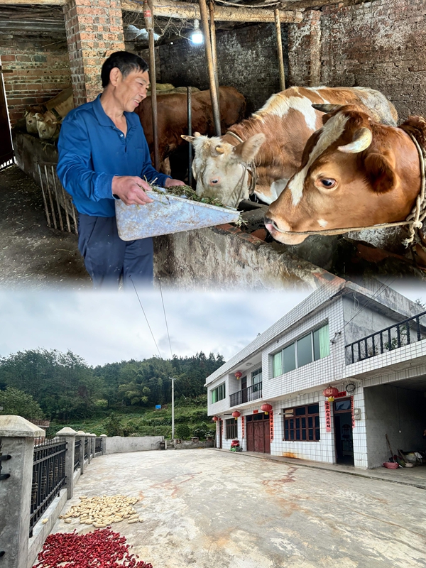 肉牛養殖大戶雷光武的牛棚里，14頭肉牛膘肥體壯。翻新的房子、新打的院壩干凈整潔。王燁  攝.jpg