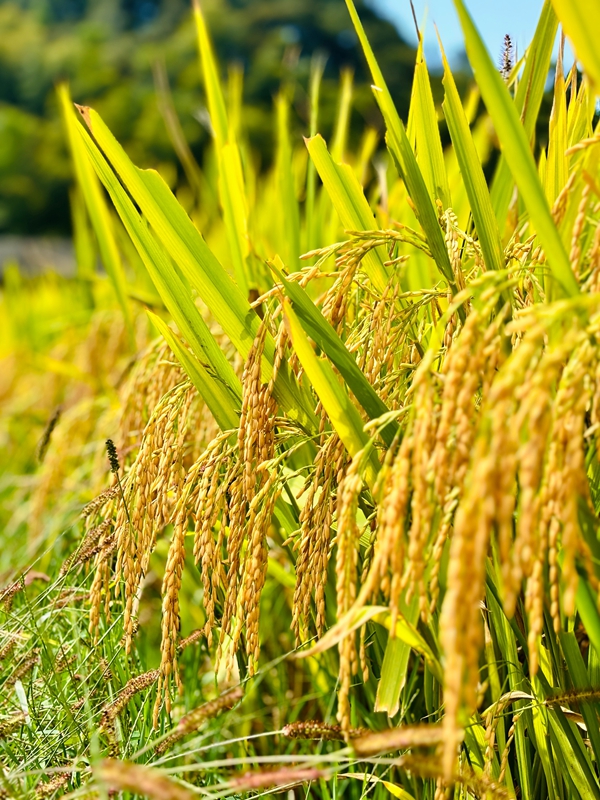 白坭村沒有丟掉傳統，蔬菜、高粱、水稻等在田間地頭蓬勃生長。王燁  攝.jpg