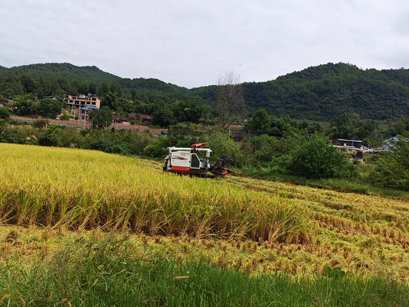 圖為：工作人員現場進行水稻測產2