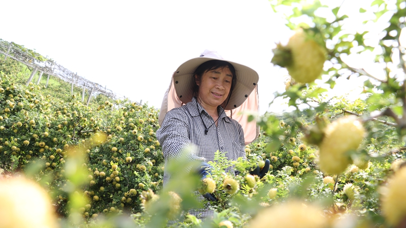貴州獨山：斑斕秋色染大地 稻浪千重起歡歌。