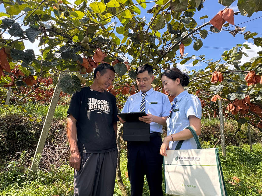 郵儲銀行工作人員走進獼猴桃果園，用移動展業給果農介紹貸款流程。郵儲銀行水城區支行供圖