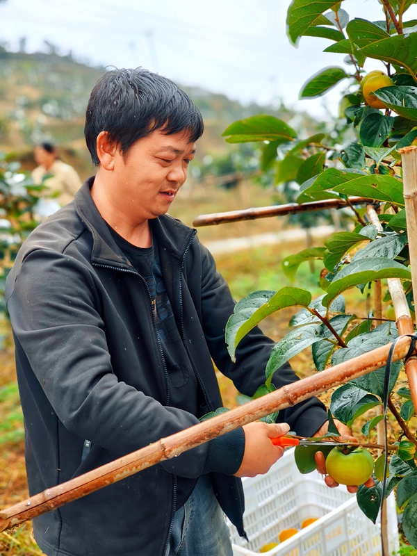 徐華檸正在采摘柿子。李富美 攝.jpg