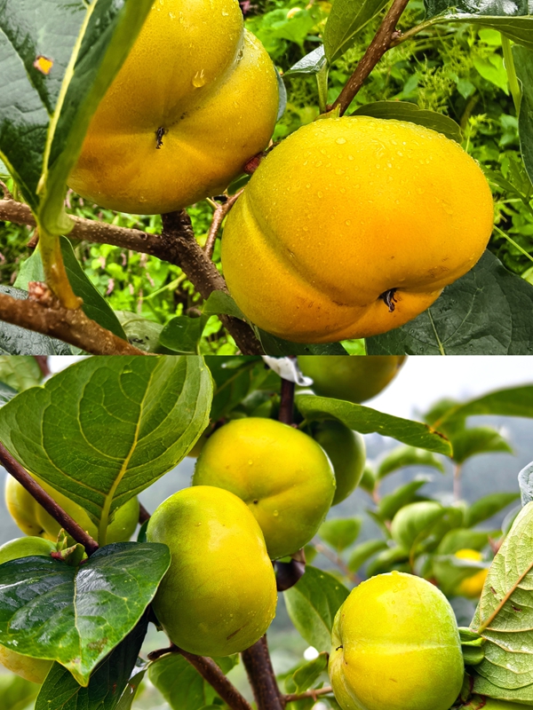 枝頭掛滿橙紅、翠綠相間的柿子，飽滿誘人。李富美 攝.jpg