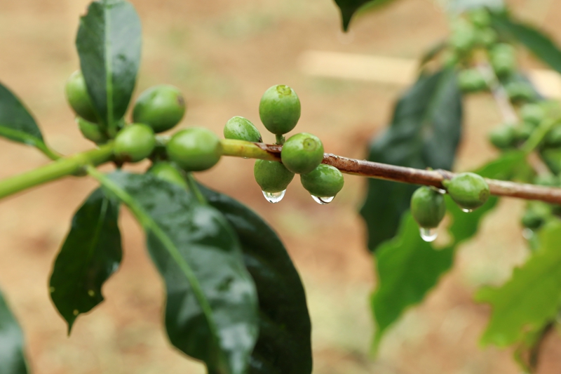 剛澆過水的咖啡樹。沈建華 攝.JPG