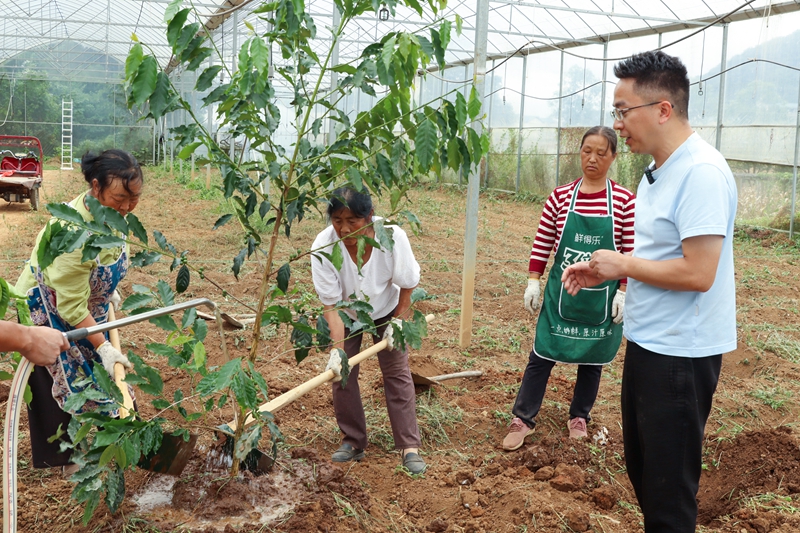 專家現場指導種植咖啡樹。沈建華 攝 (2).JPG