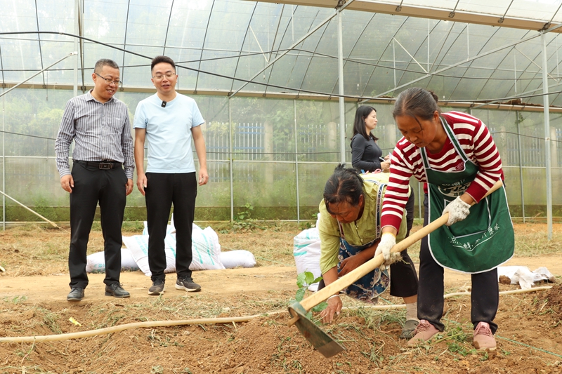 專家現場指導種植咖啡樹。沈建華 攝.JPG