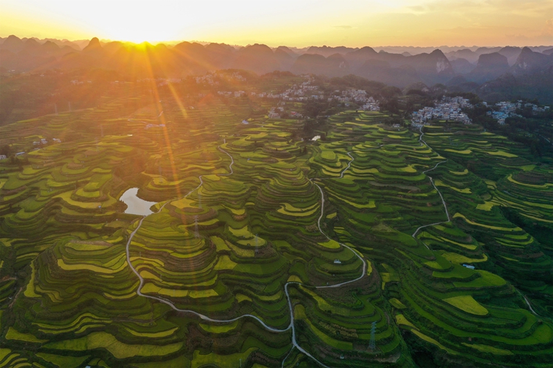 貴州省黔南布依族苗族自治州羅甸縣沫陽鎮羊場梯田水稻豐收一景。