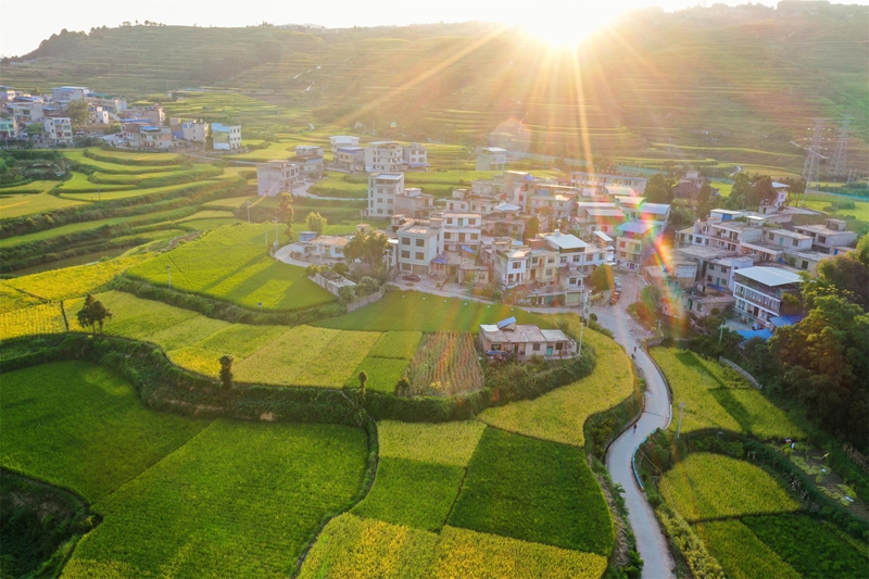 貴州省黔南布依族苗族自治州羅甸縣沫陽鎮羊場梯田水稻豐收一景。