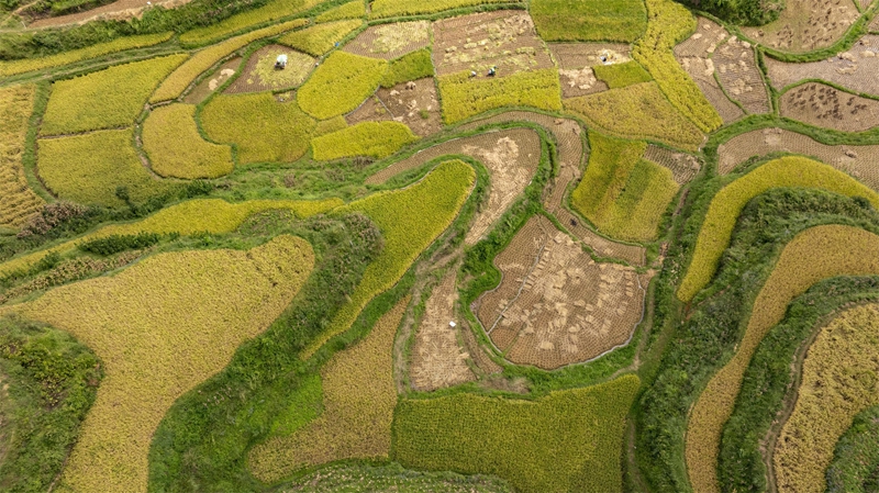 貴州省黔南布依族苗族自治州羅甸縣沫陽鎮羊場梯田水稻豐收一景。
