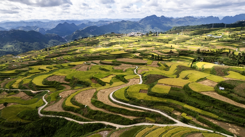 貴州省黔南布依族苗族自治州羅甸縣沫陽鎮羊場梯田水稻豐收一景。
