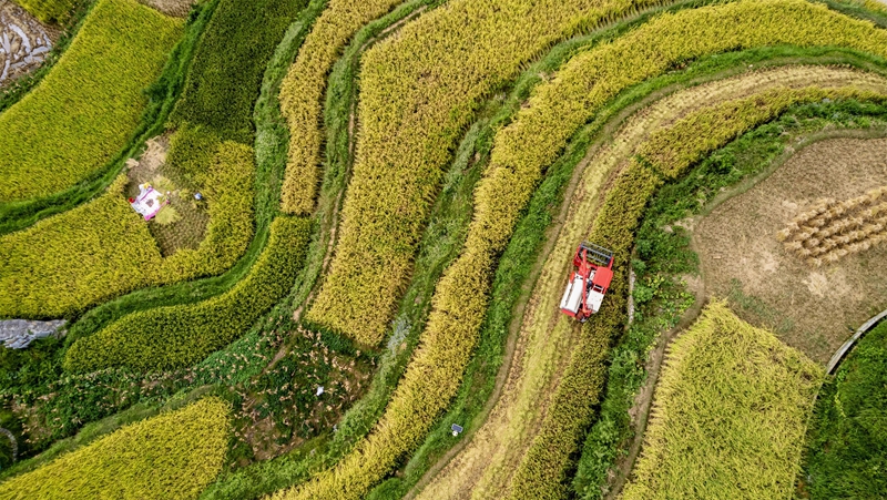 貴州省黔南布依族苗族自治州羅甸縣沫陽鎮羊場梯田水稻豐收一景。 