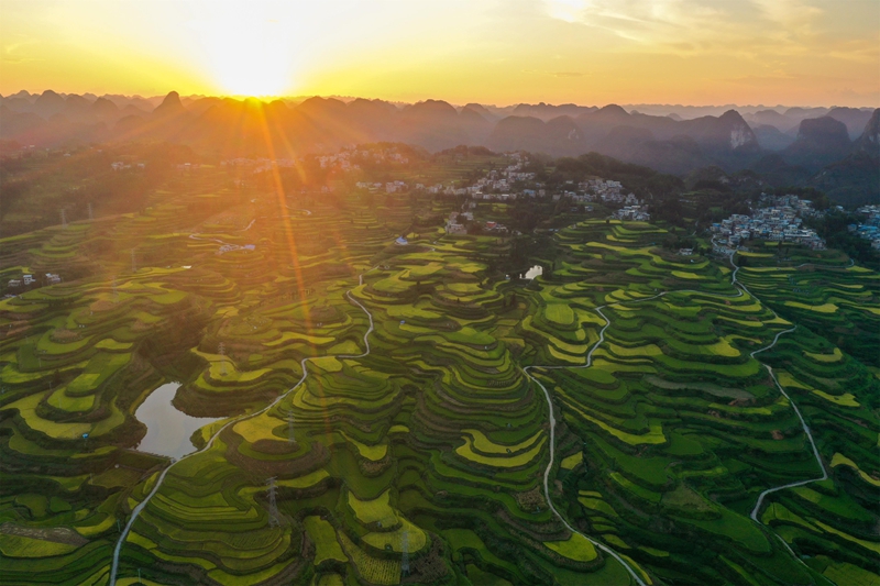 貴州省黔南布依族苗族自治州羅甸縣沫陽鎮羊場梯田水稻豐收一景。